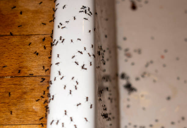 Best Residential Pest Control  in Palos Park, IL